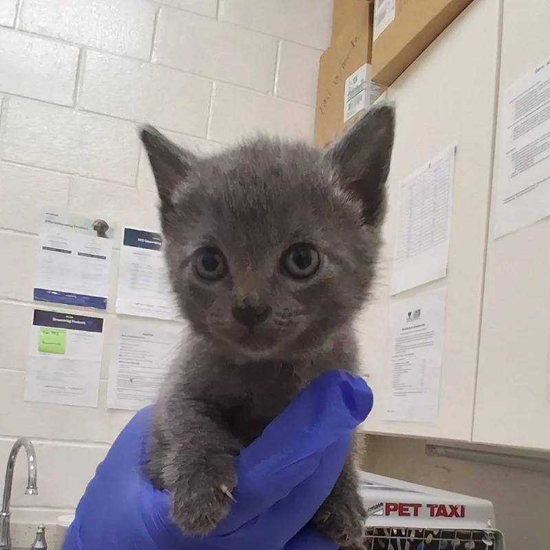 A baby small-sized female Gray / Blue / Silver Domestic Short Hair cat named Minnie for adoption in Auburn, AL