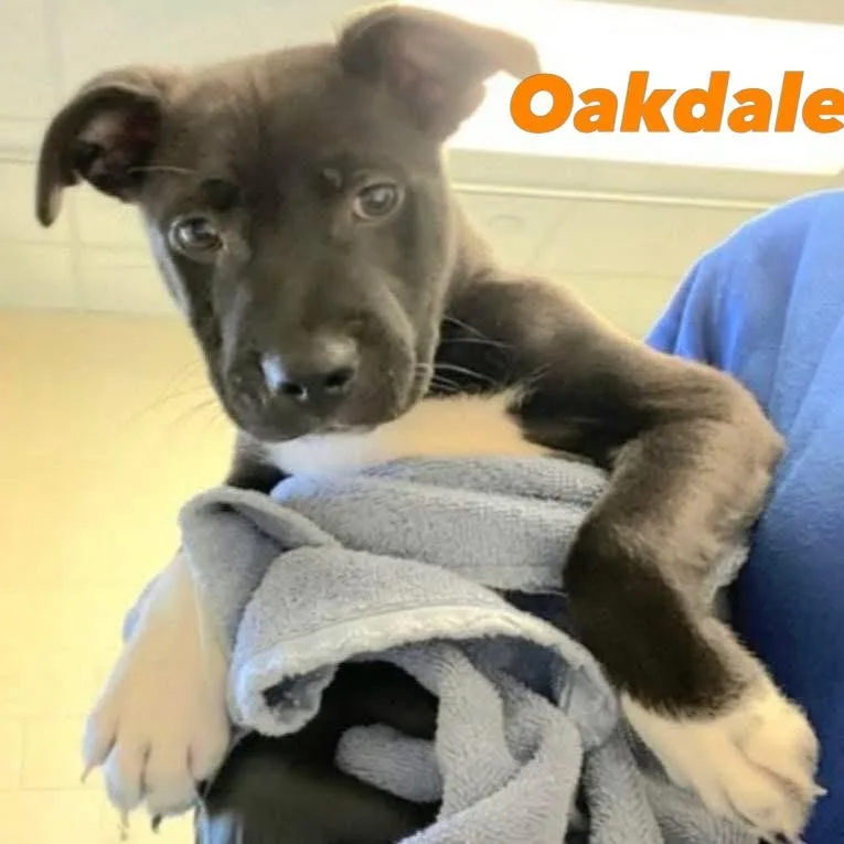 Oakdale