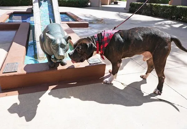 An adult large-sized male American Bully dog named Nublar for adoption in San Diego, CA