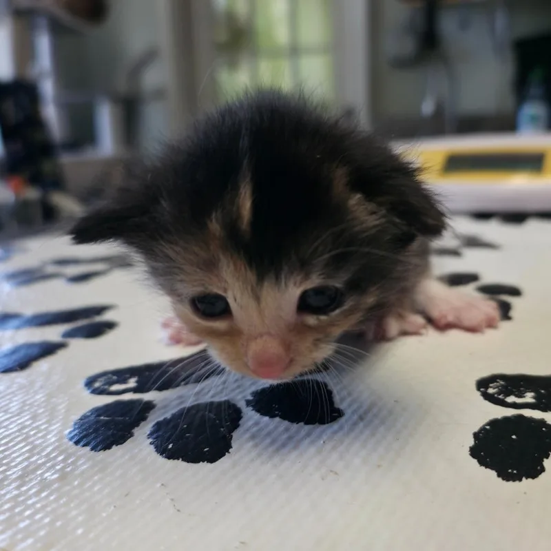 A baby small-sized female Calico Domestic Short Hair cat named Poppy for adoption in Mount Juliet, TN