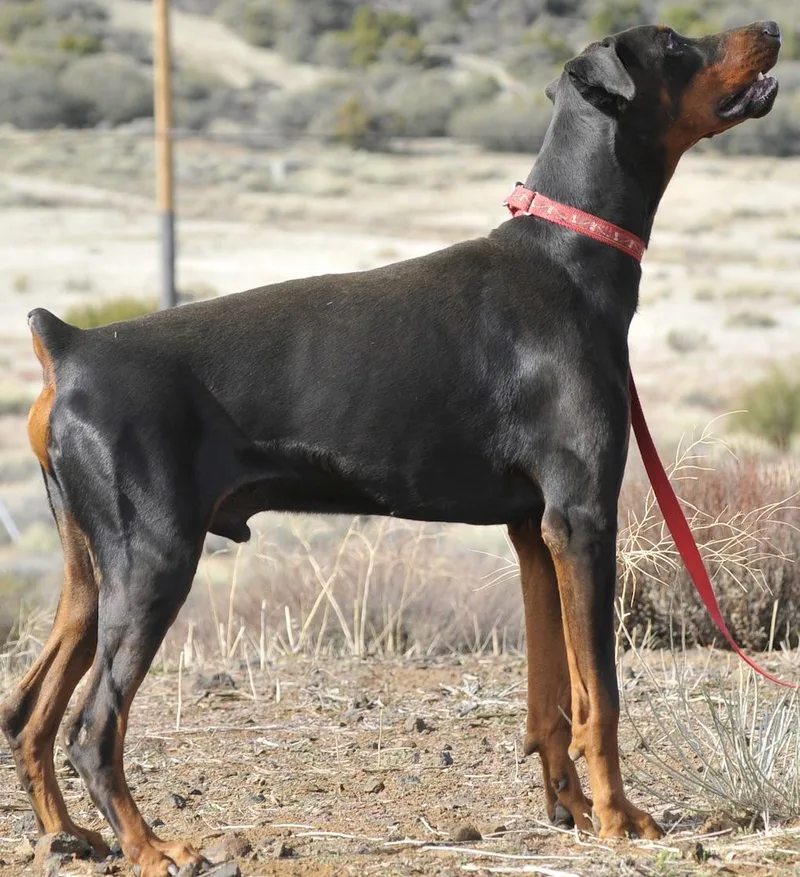 An adult large-sized male Black Doberman Pinscher dog named Bugatti for adoption in Tehachapi, CA