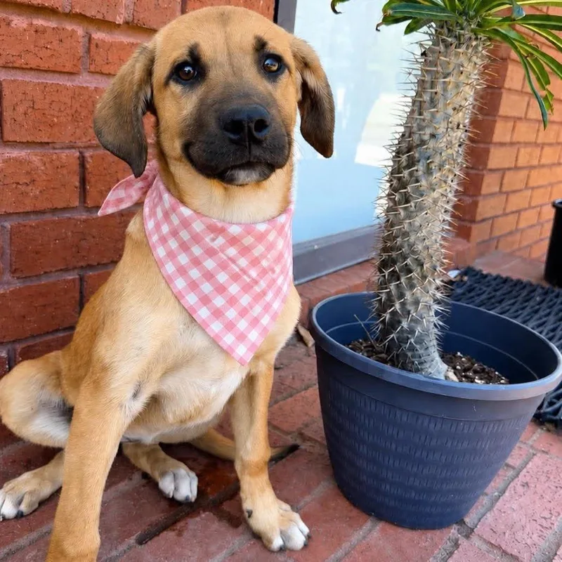 A baby medium-sized female Labrador Retriever dog named Cheddar for adoption in Zimmerman, MN