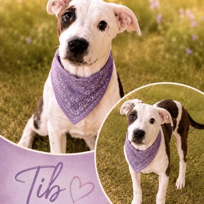 A baby medium-sized female Brindle Terrier dog named Tib for adoption in Hackett, AR