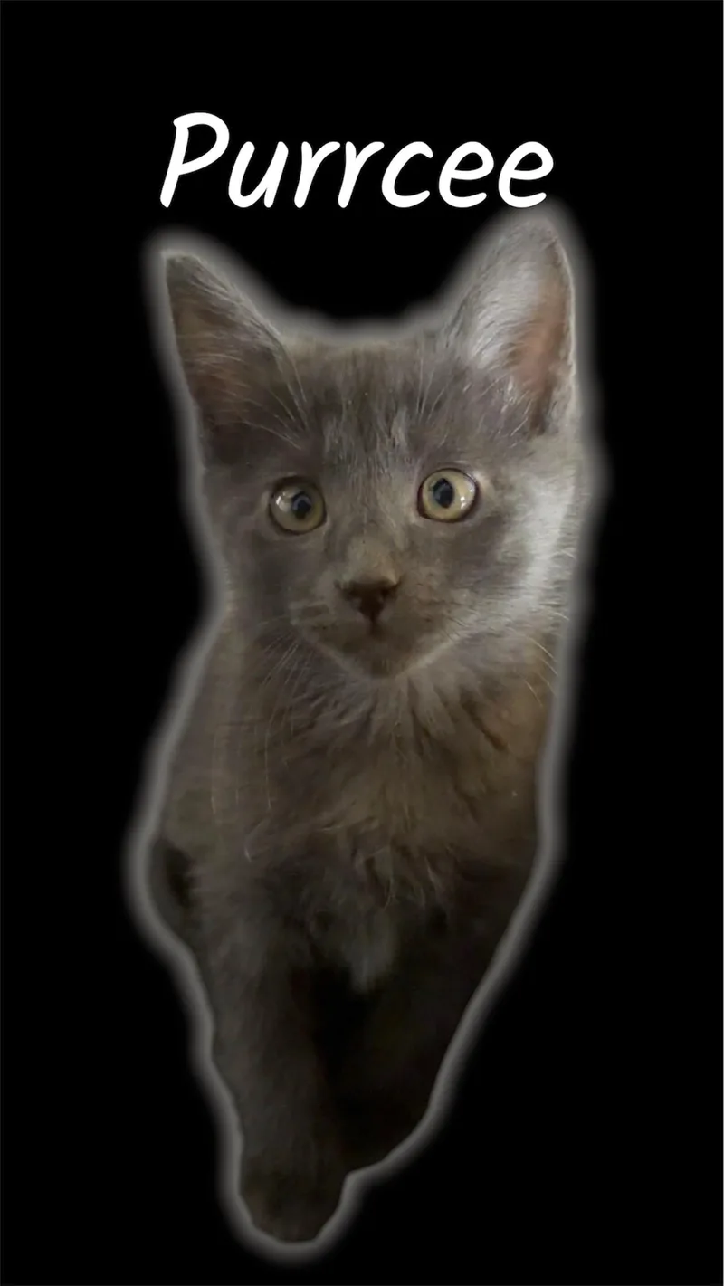 A baby small-sized male Gray / Blue / Silver Domestic Short Hair cat named Purrcee for adoption in Auburn, CA