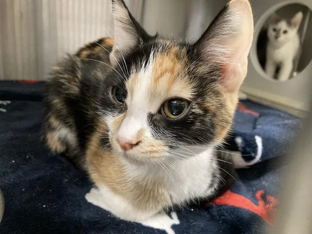 A baby medium-sized female Domestic Short Hair cat named Wanda for adoption in Tustin, CA
