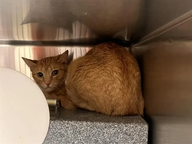 An adult medium-sized female Domestic Short Hair cat named Pumpkin for adoption in Colorado Springs, CO