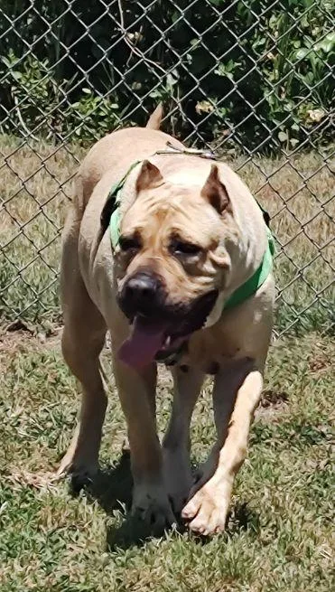 An adult extra large-sized female Yellow / Tan / Blond / Fawn Mastiff dog named Inez for adoption in Cape May Court House, NJ