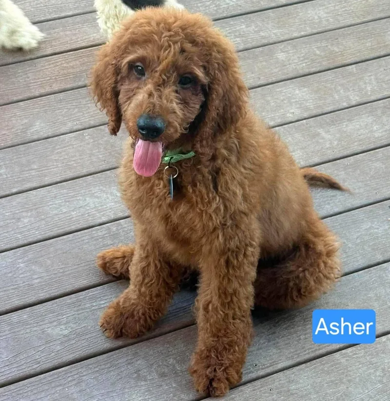 A baby medium-sized male Red / Chestnut / Orange Goldendoodle dog named Asher for adoption in St. Clairsville, OH