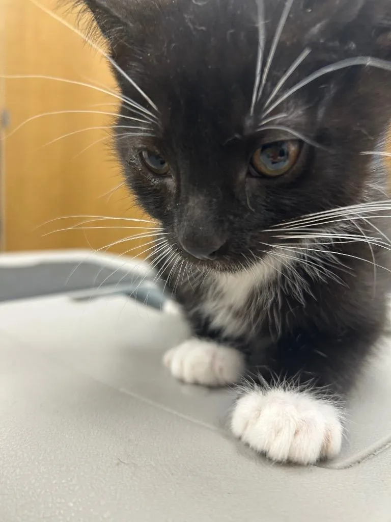 Oreo