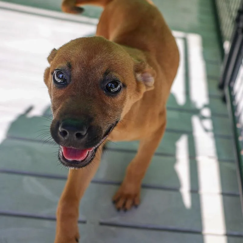 A baby medium-sized female Yellow / Tan / Blond / Fawn Mixed Breed dog named Megan for adoption in Bradenton, FL