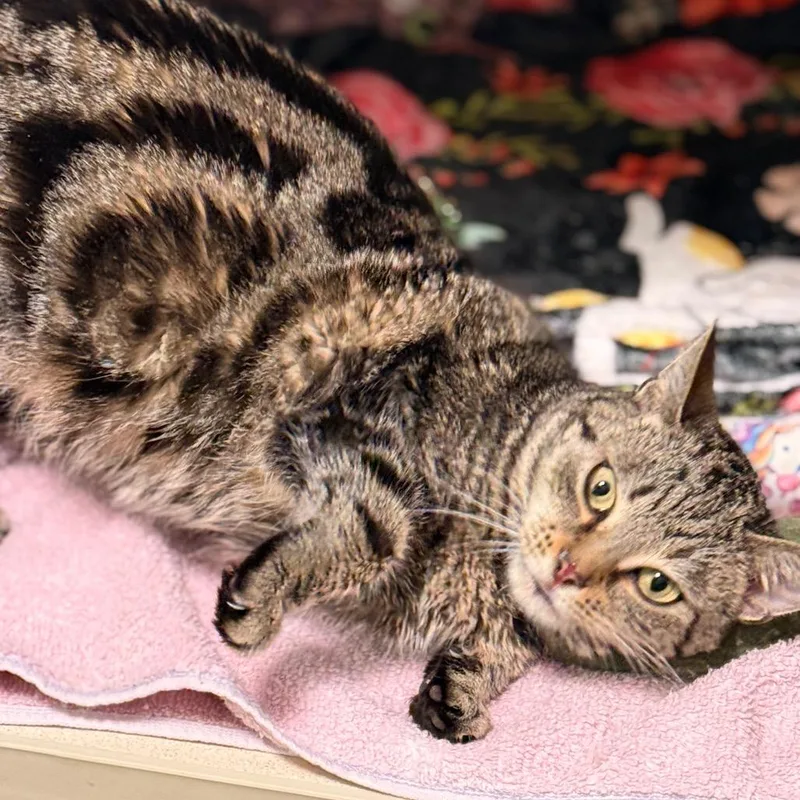 An adult medium-sized female Domestic Short Hair cat named Minnie for adoption in Cumming, GA