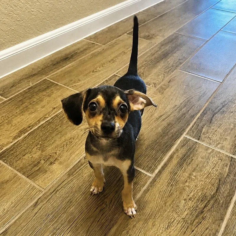A baby small-sized male Bicolor Chihuahua dog named Loki for adoption in Floresville, TX