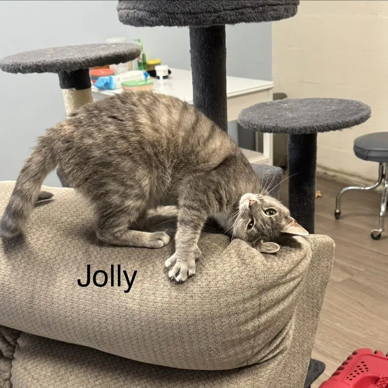 Jolly