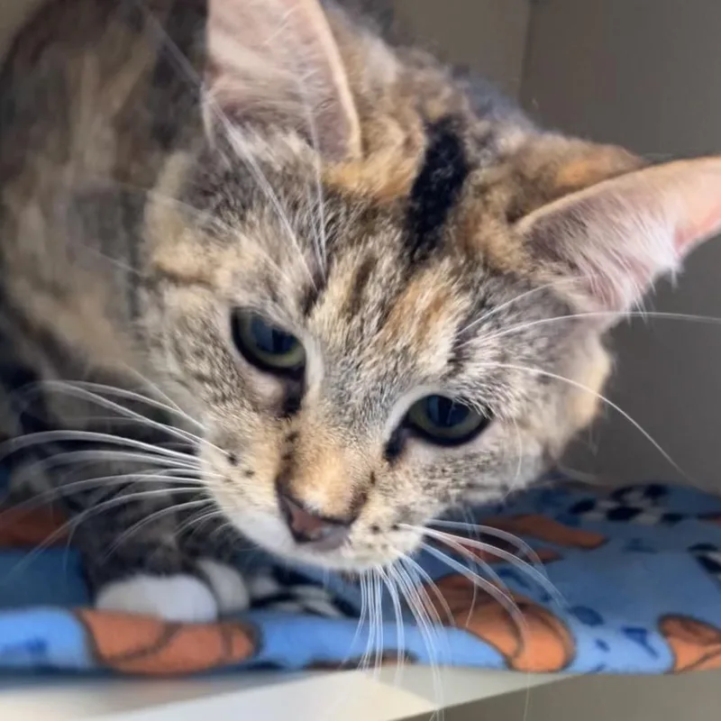 An adult medium-sized female Orange / Red Domestic Short Hair cat named Katy for adoption in DeKalb, IL