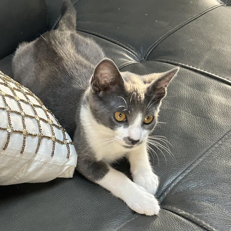 A young large-sized male Gray & White Domestic Short Hair cat named Dash for adoption in Monrovia , CA