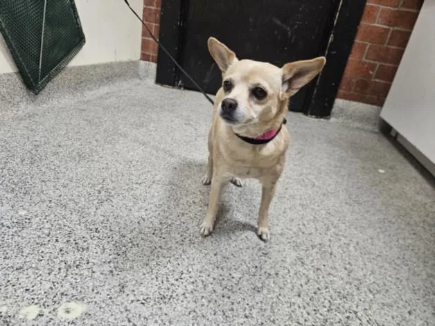 An adult small-sized female Chihuahua dog named Lucia for adoption in Los Angeles, CA