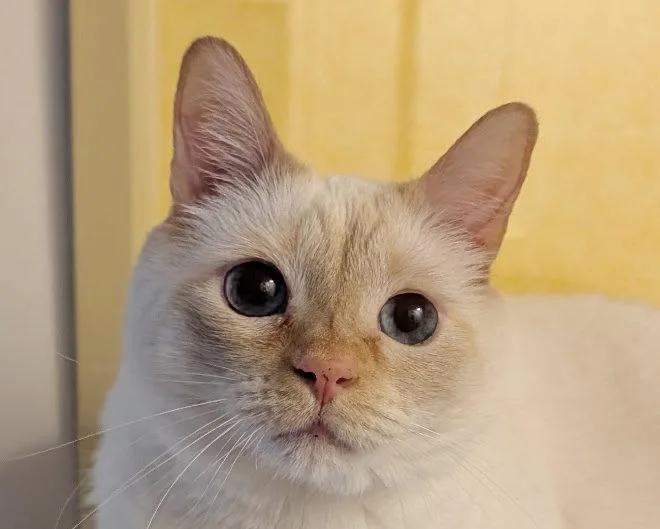 An adult medium-sized female Buff / Tan / Fawn Domestic Short Hair cat named Ginger for adoption in Anacortes, WA