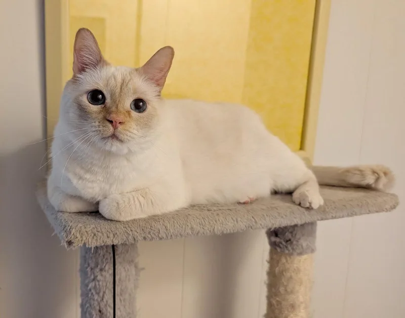 Ginger thumbnail 2