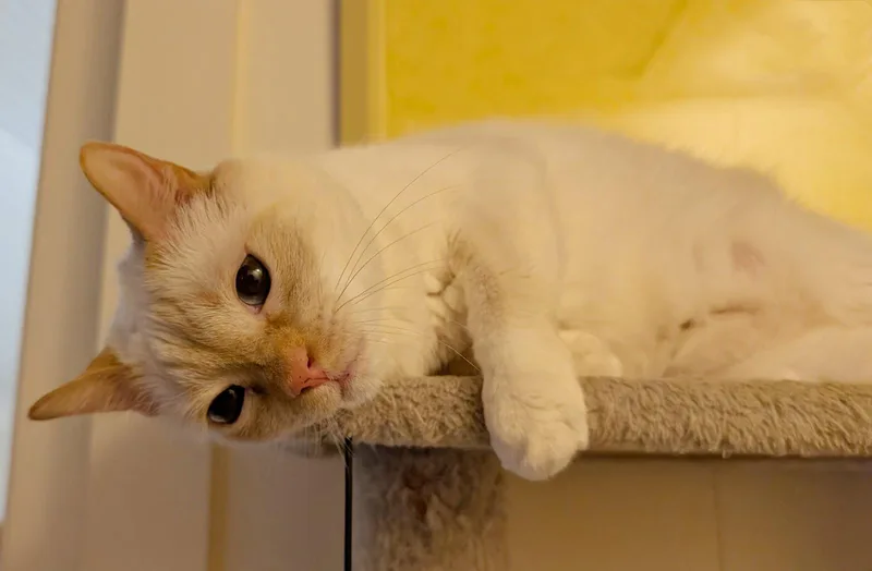 Ginger thumbnail 3