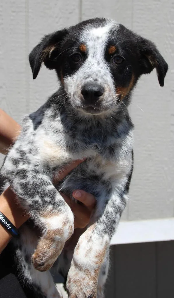 A baby medium-sized male Cattle Dog dog named Howie for adoption in Vacaville, CA