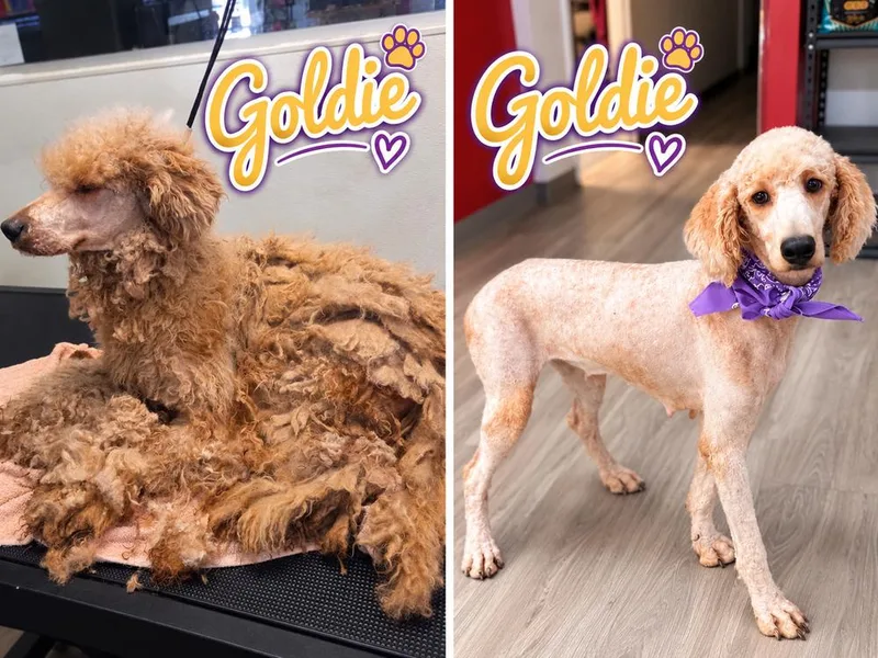 A young medium-sized female Goldendoodle dog named Goldie for adoption in Canton , GA