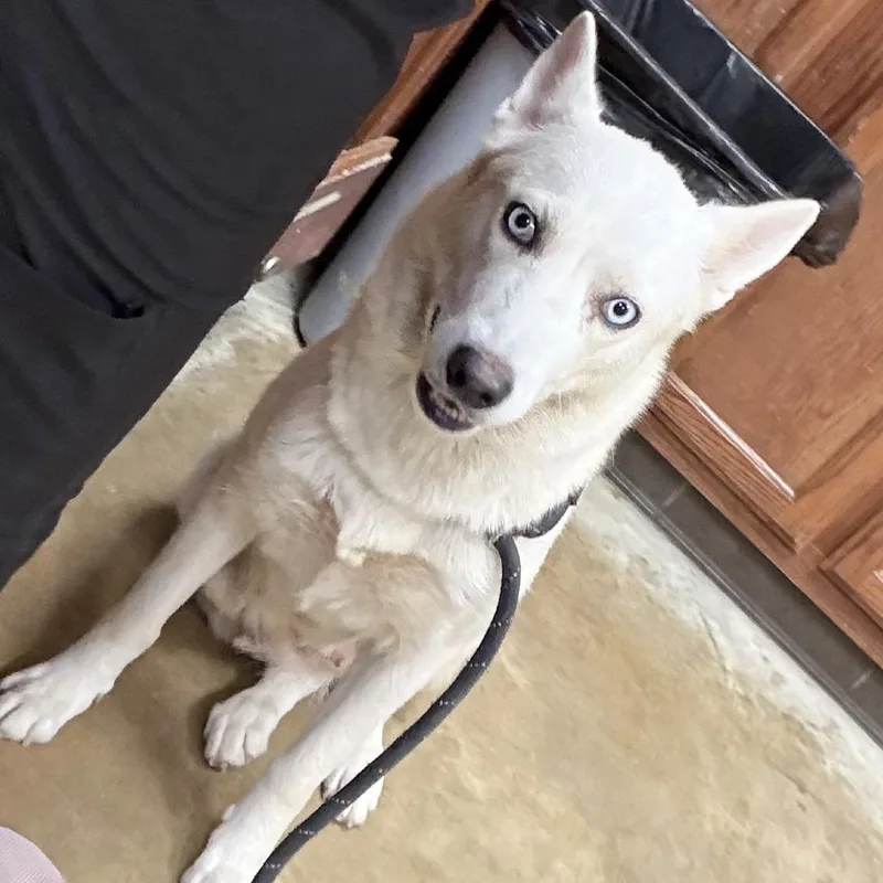 An adult medium-sized female Husky dog named Lyla U for adoption in Tupelo, MS