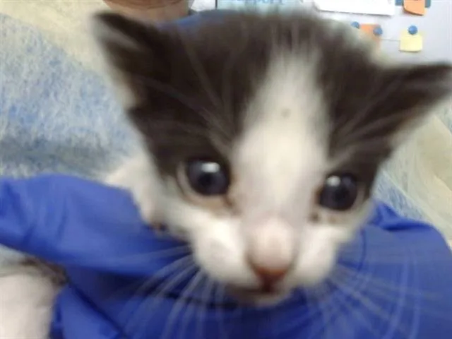 A baby medium-sized male Domestic Medium Hair cat named Karl for adoption in Dallas, TX