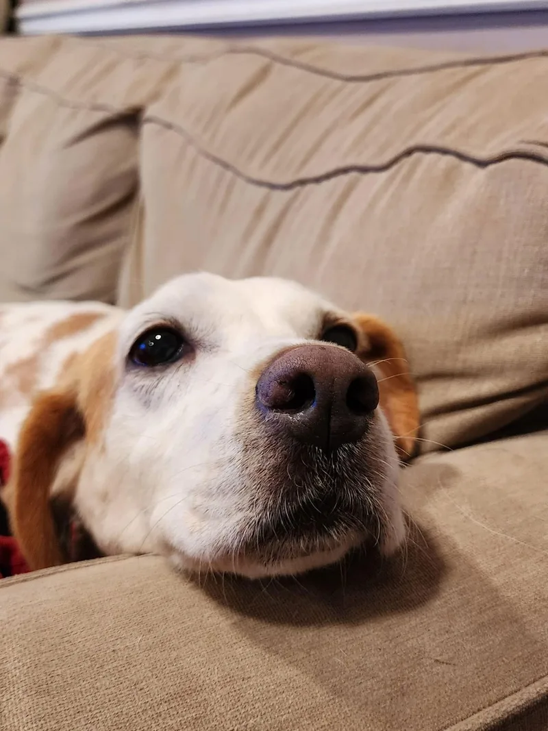 An adult medium-sized female Foxhound dog named Amelia for adoption in King George, VA