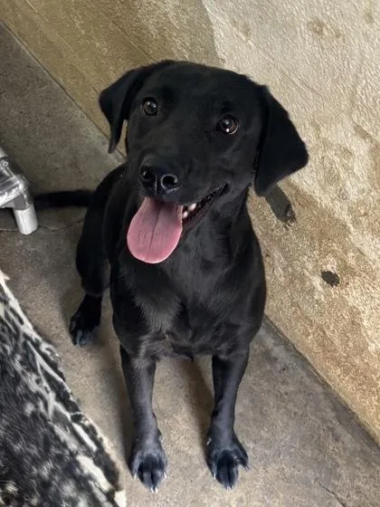 A young medium-sized female Labrador Retriever dog named Annabelle for adoption in Red Bluff, CA