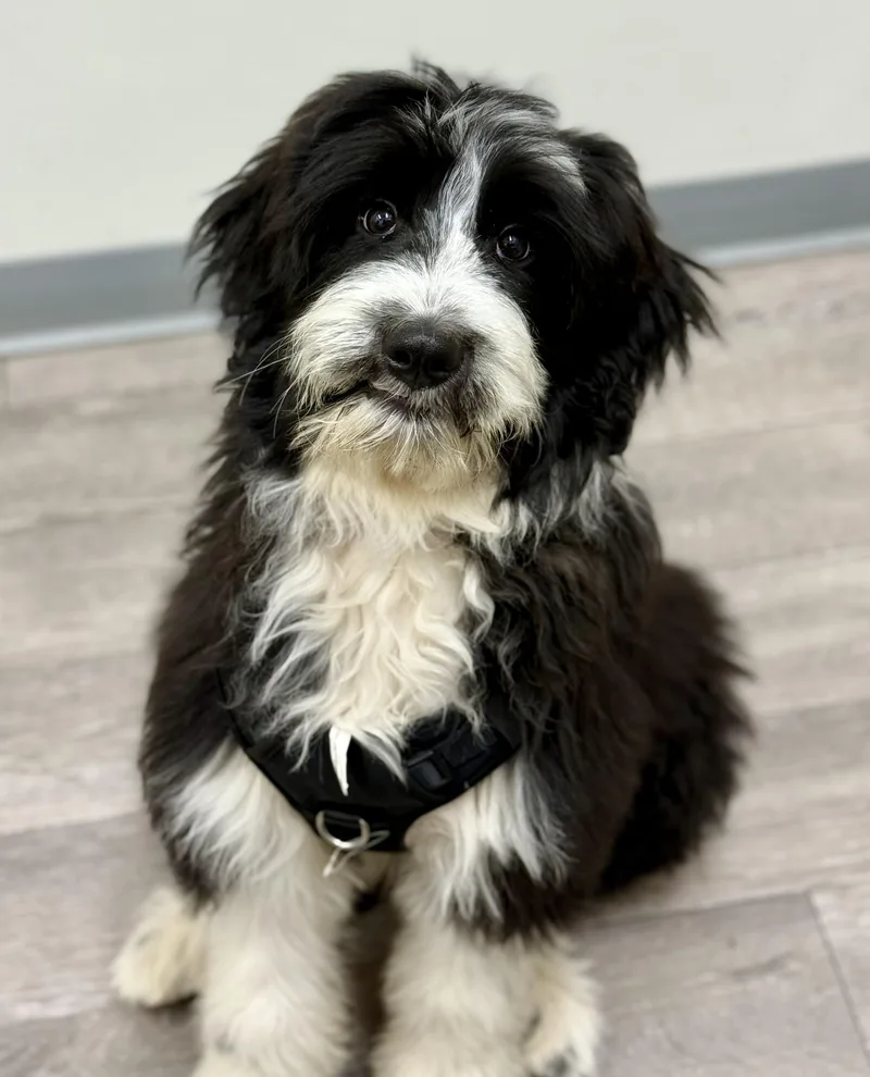 Snoopy Doodle thumbnail 2