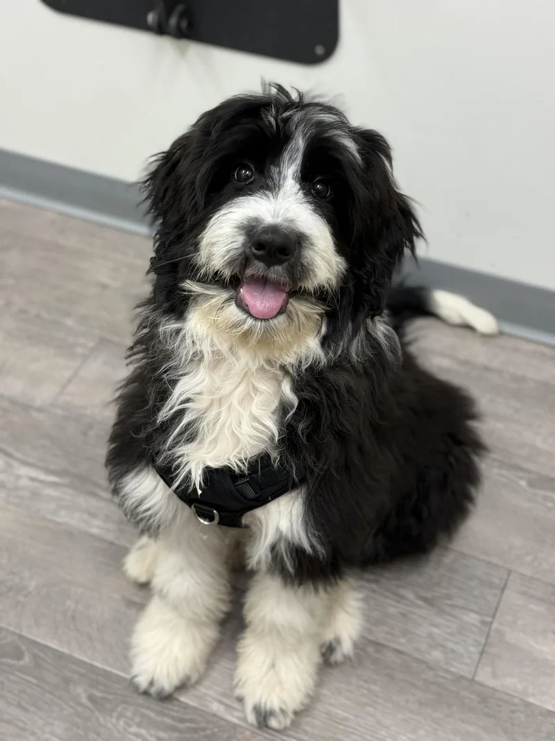 Snoopy Doodle thumbnail 3