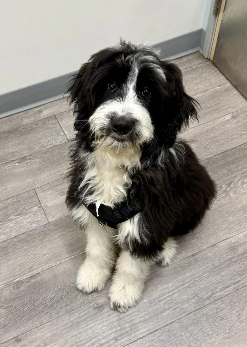 Snoopy Doodle thumbnail 4