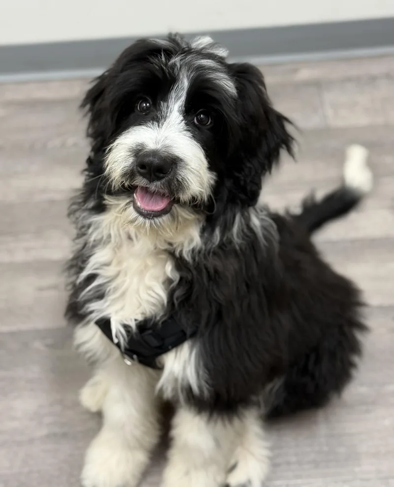 Snoopy Doodle thumbnail 5