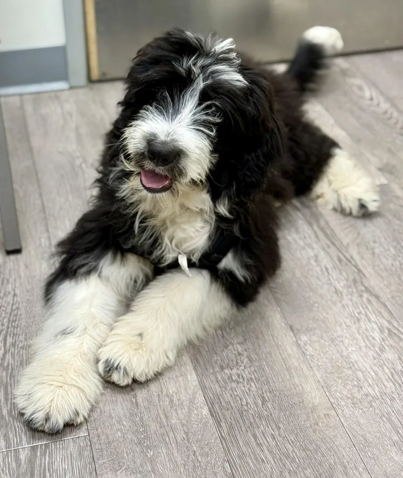 Snoopy Doodle thumbnail 6