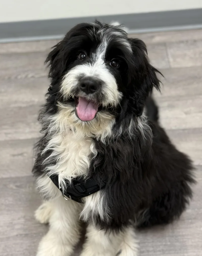 A baby medium-sized female Black Aussiedoodle dog named Snoopy Doodle for adoption in Los Alamitos, CA