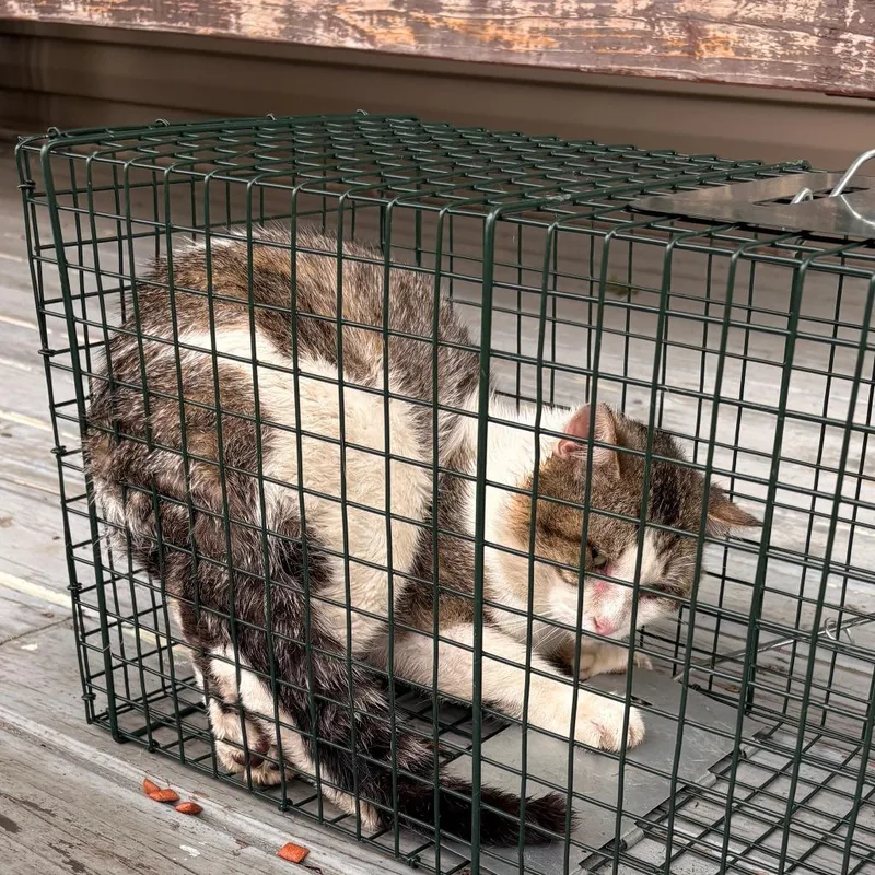 An adult small-sized male White Domestic Short Hair cat named Rcaa for adoption in Royse City, TX