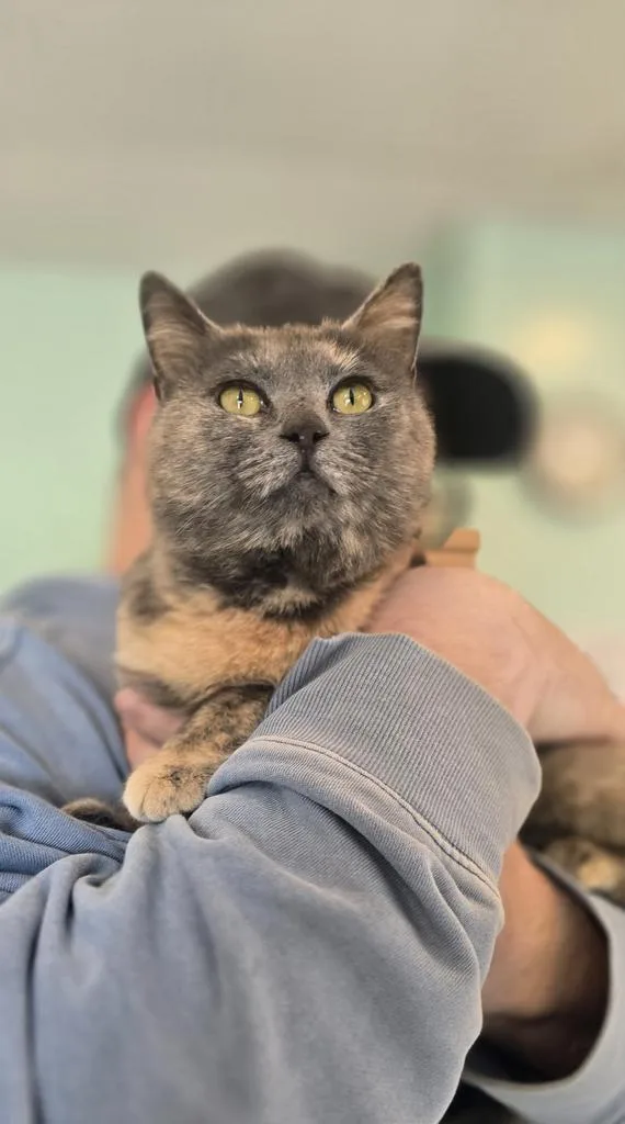 A young medium-sized female Domestic Short Hair cat named Sandy Cheeks for adoption in Athens, OH