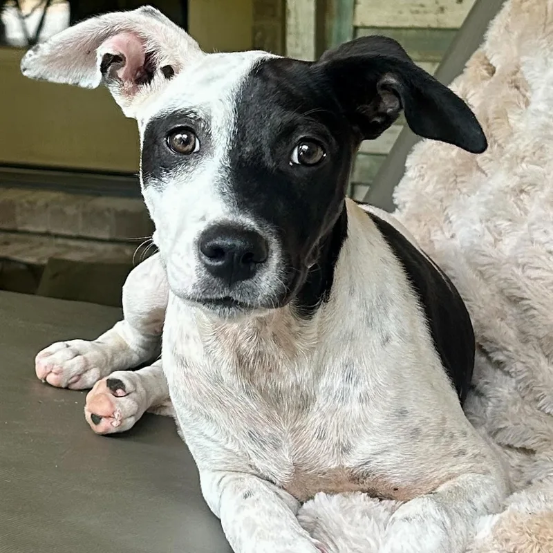 A young medium-sized female Harlequin Labrador Retriever dog named Lucy for adoption in Water Valley, MS