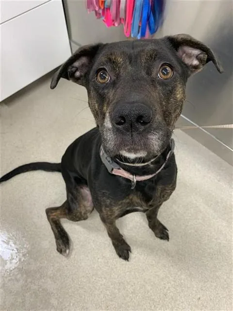 An adult medium-sized female Pit Bull Terrier dog named Tiana Rose for adoption in Fairbanks, AK