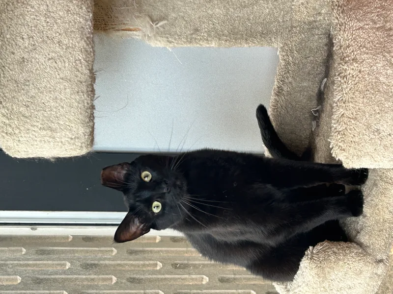 An adult medium-sized female Black Bombay cat named Alana Bananas for adoption in Oak Park, MI