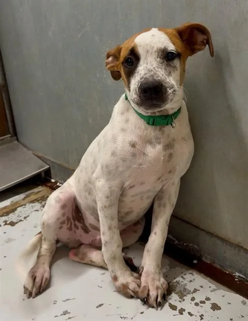A baby small-sized male Australian Cattle Dog / Blue Heeler dog named A for adoption in Conroe, TX