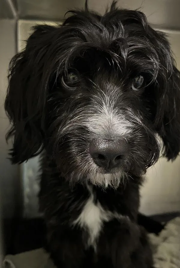 A young small-sized male Mixed Breed dog named Quenden for adoption in Ridgewood, NY
