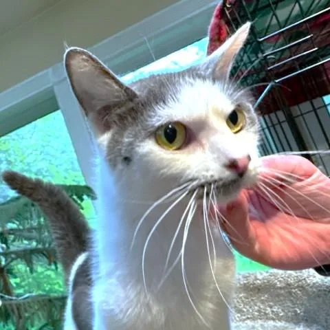 Awesome Amaretto thumbnail 4