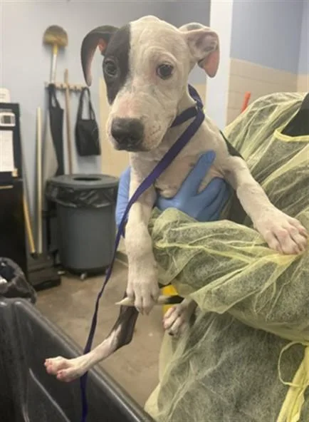 A young large-sized male Pit Bull Terrier dog named Wolverine for adoption in Phoenix, AZ