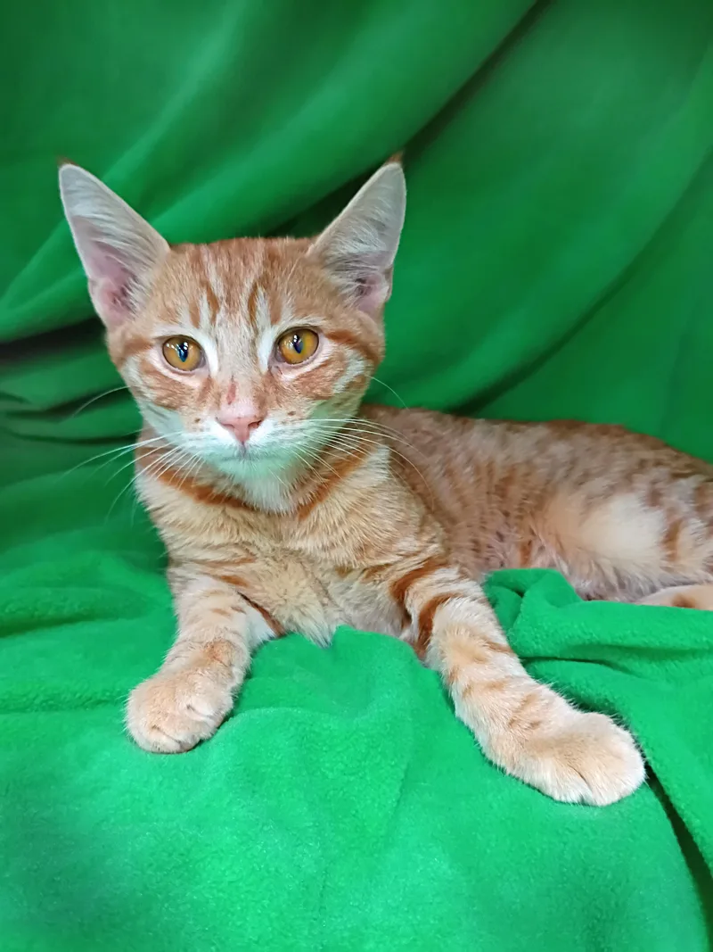 A baby medium-sized male Orange / Red Domestic Short Hair cat named Wally for adoption in Morgantown, WV