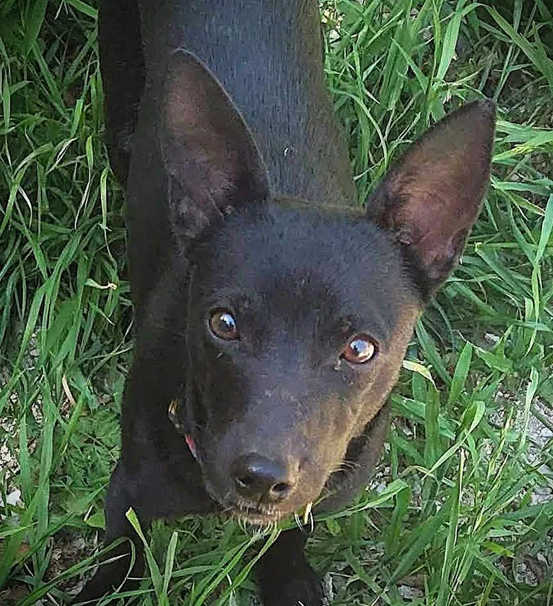 A young small-sized male Black Chihuahua dog named Flash for adoption in Boerne, TX