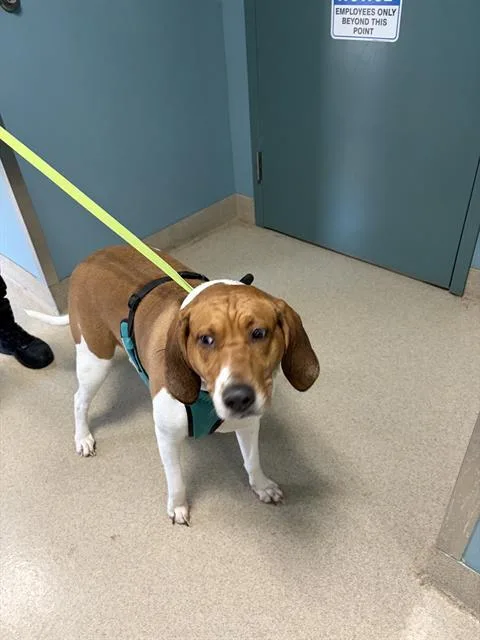 An adult large-sized female Hound dog named Chanel for adoption in Newton, NC