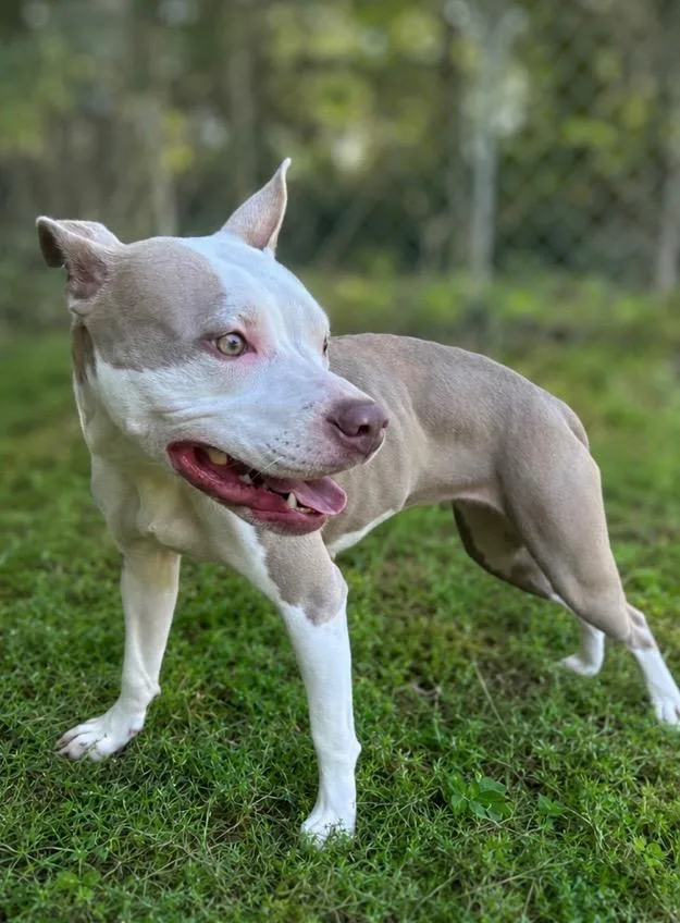 A young medium-sized female Pit Bull Terrier dog named Lainey for adoption in Russellville, KY