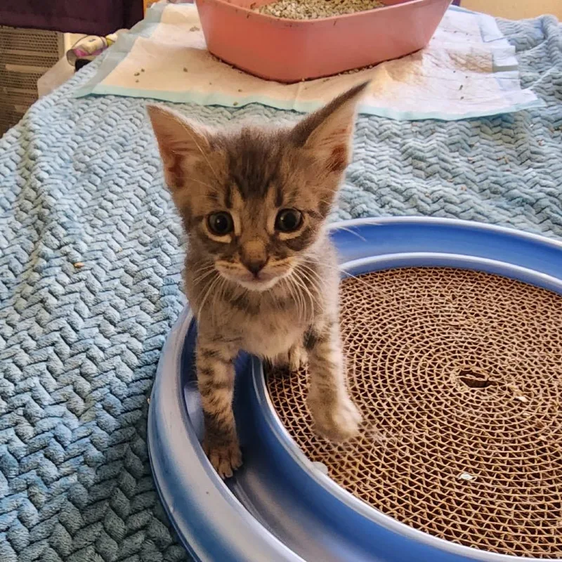A baby small-sized male Gray / Blue / Silver Domestic Short Hair cat named Crumble for adoption in Los Angeles, CA