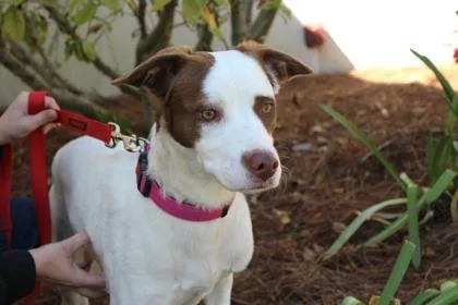 Brown Sugar thumbnail 2